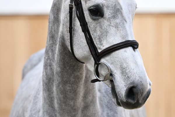 ｍ CHARISMA WDH Z - Excellence and rideability bred out of sister to